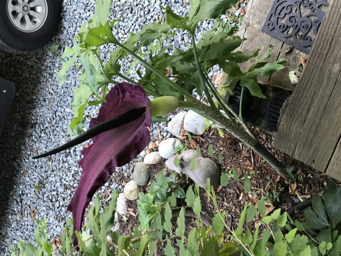 Dracunculus vulgaris
