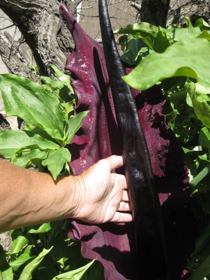 Дракункулюс обыкновенный