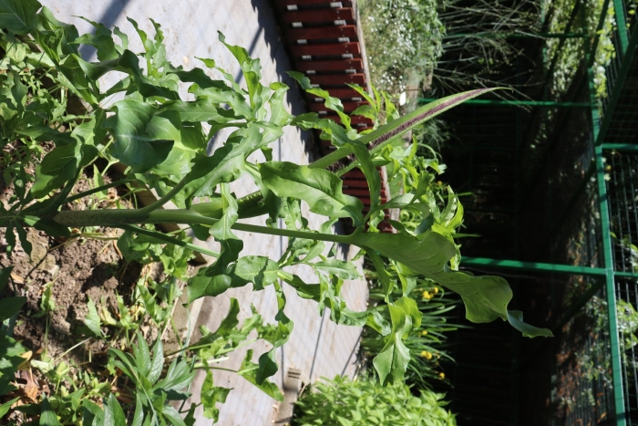 Растение щавель