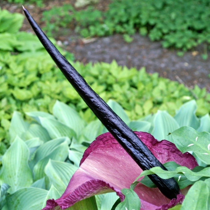 Дракункулюс обыкновенный ароидные