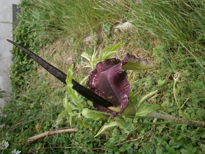 Dracunculus vulgaris