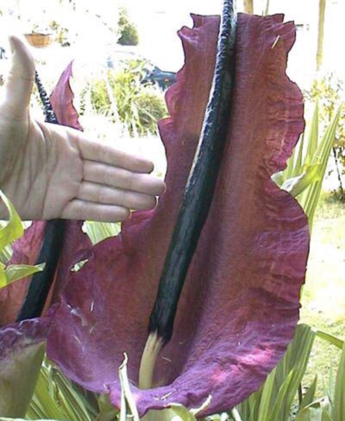 Аронник обыкновенный dracunculus vulgaris