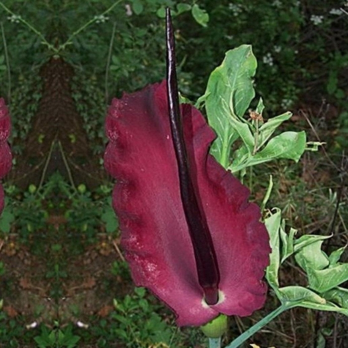 Дракункулюс обыкновенный