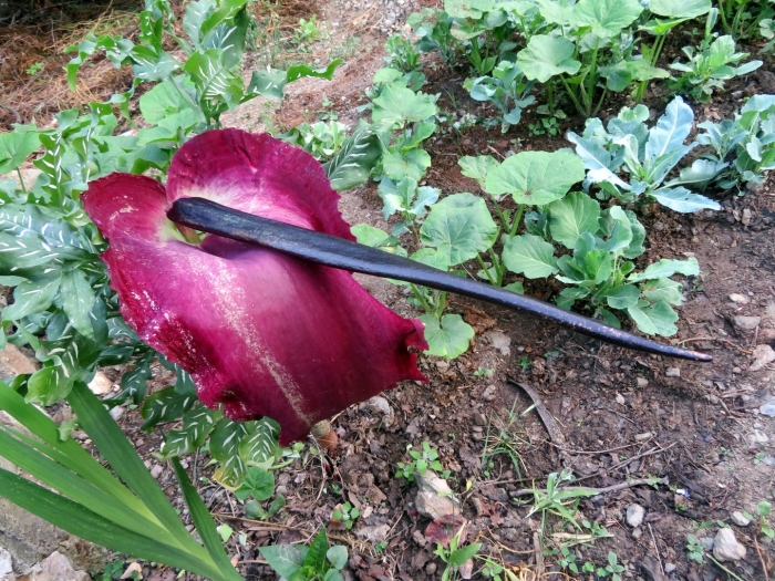 Dracunculus vulgaris