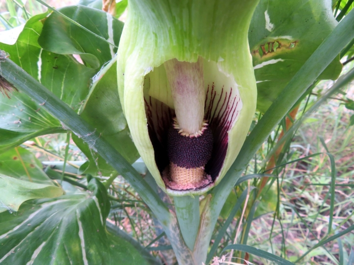 Amorphophallus titanum
