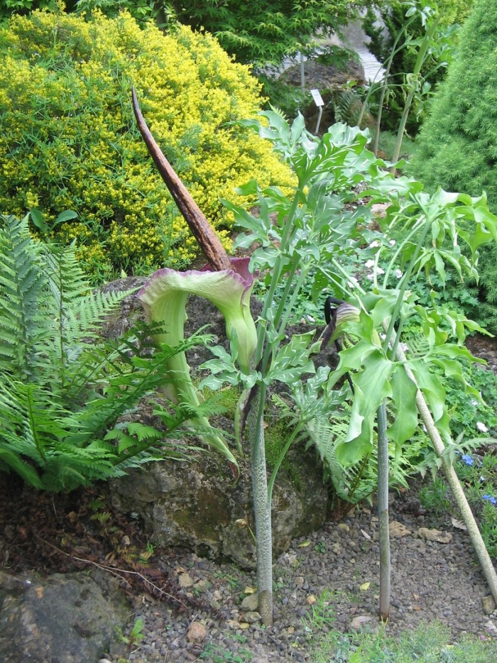 Dracunculus vulgaris