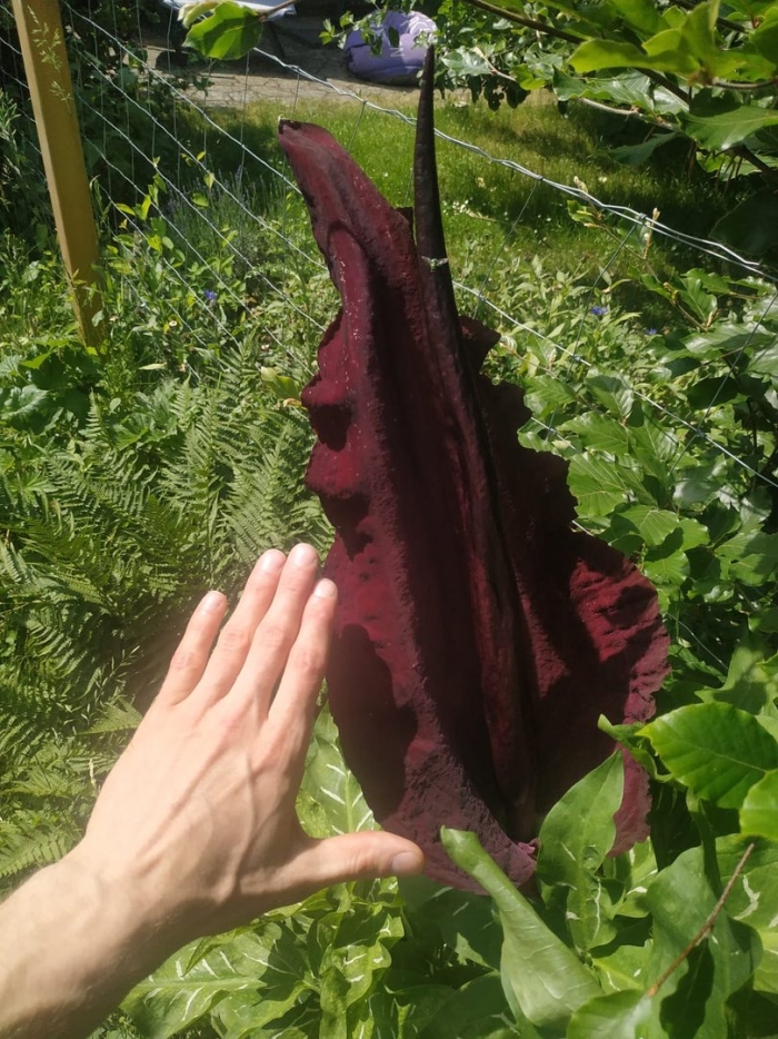 Дракункулюс обыкновенный