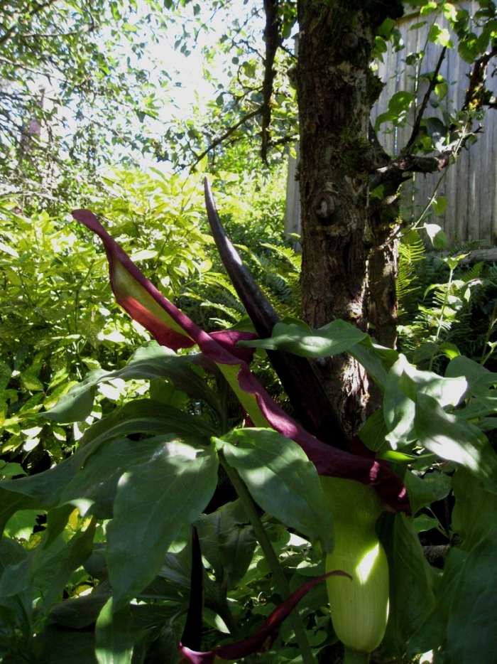 Dracunculus vulgaris