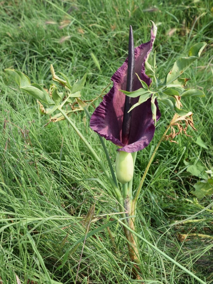 Дракункулюс обыкновенный