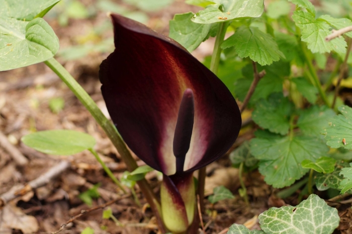 Аронник удлинённый