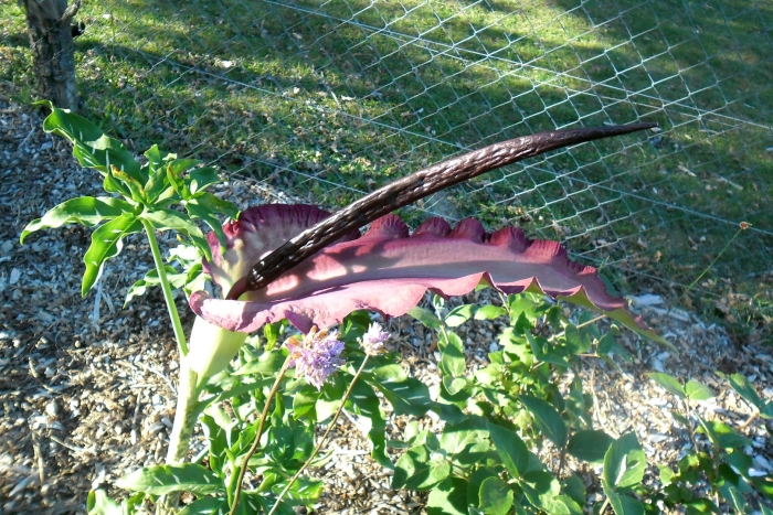 Dracunculus vulgaris