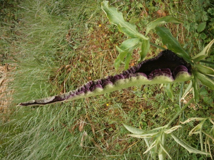 Dracunculus vulgaris