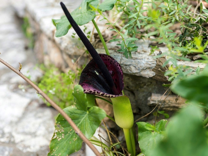 Аронник драгон