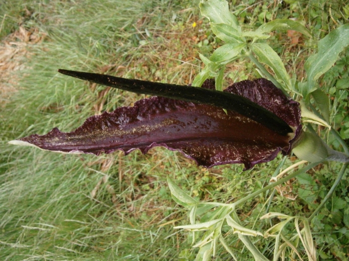 Аронник обыкновенный dracunculus vulgaris