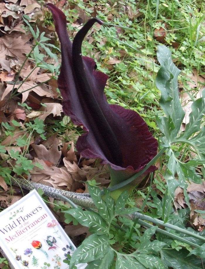 Аронник обыкновенный dracunculus vulgaris
