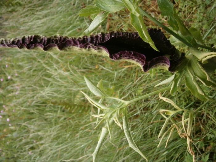 Дракункулюс вульгарис