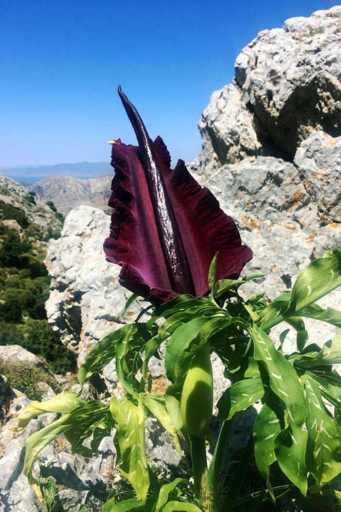 Аронник обыкновенный dracunculus vulgaris