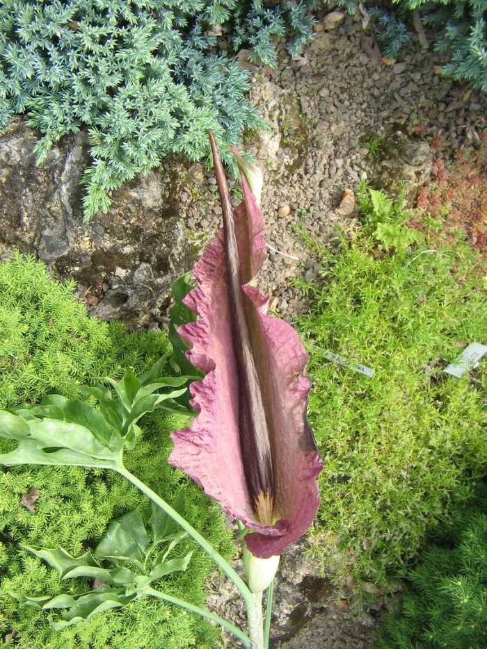 Аронник обыкновенный dracunculus vulgaris