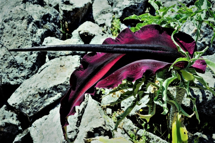 Аронник драконий