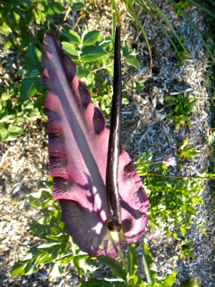 Dracunculus vulgaris