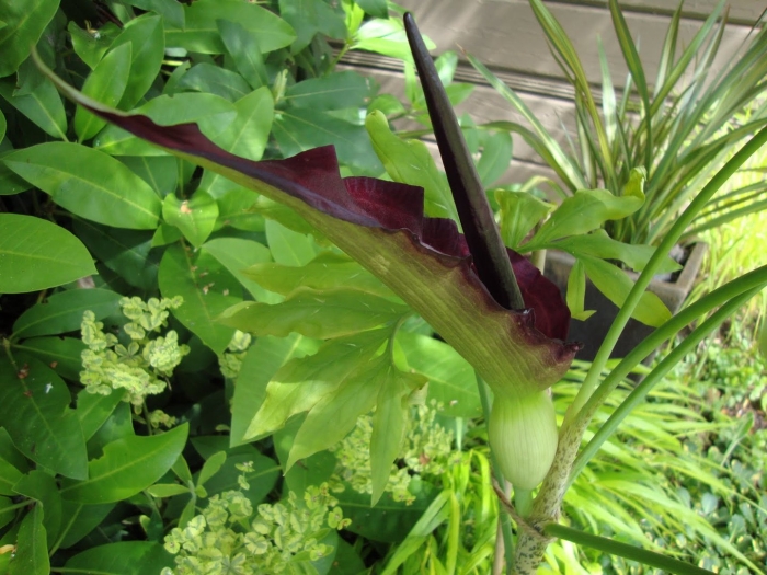 Dracunculus vulgaris
