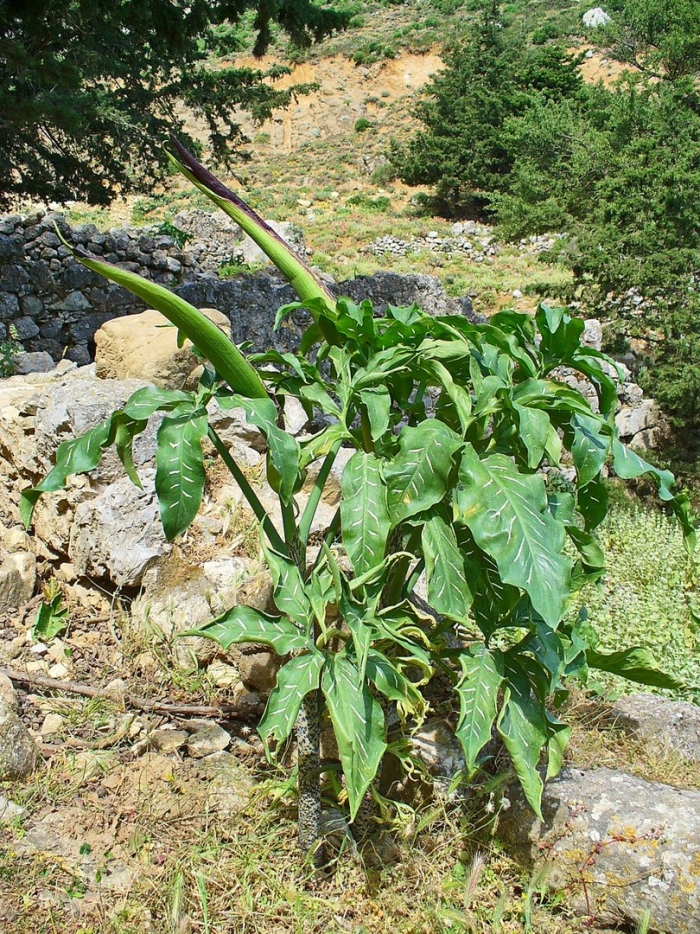 Дракункулюс обыкновенный