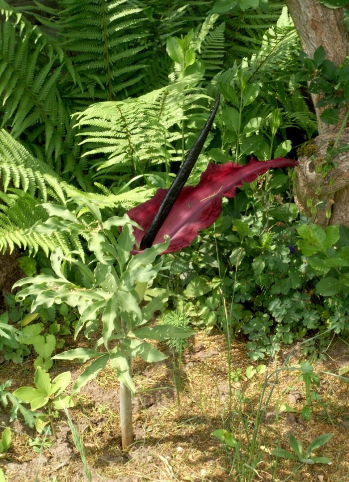 Dracunculus vulgaris