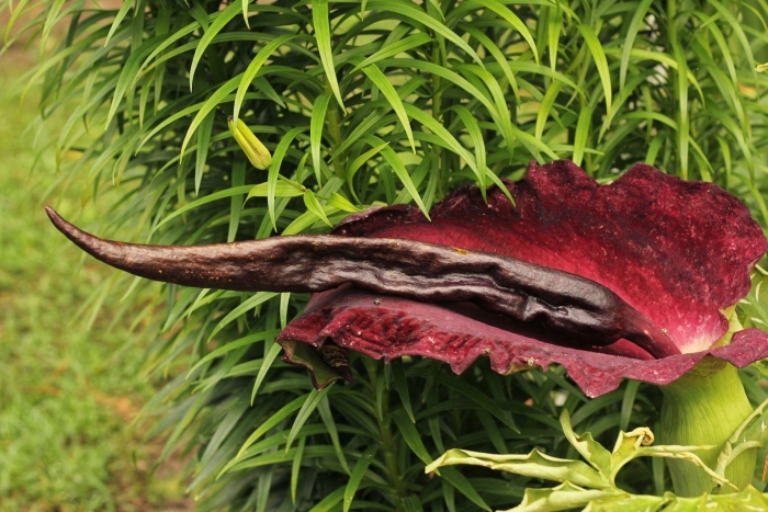 Arum dracunculus