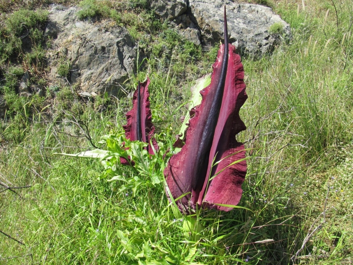 Dracunculus vulgaris