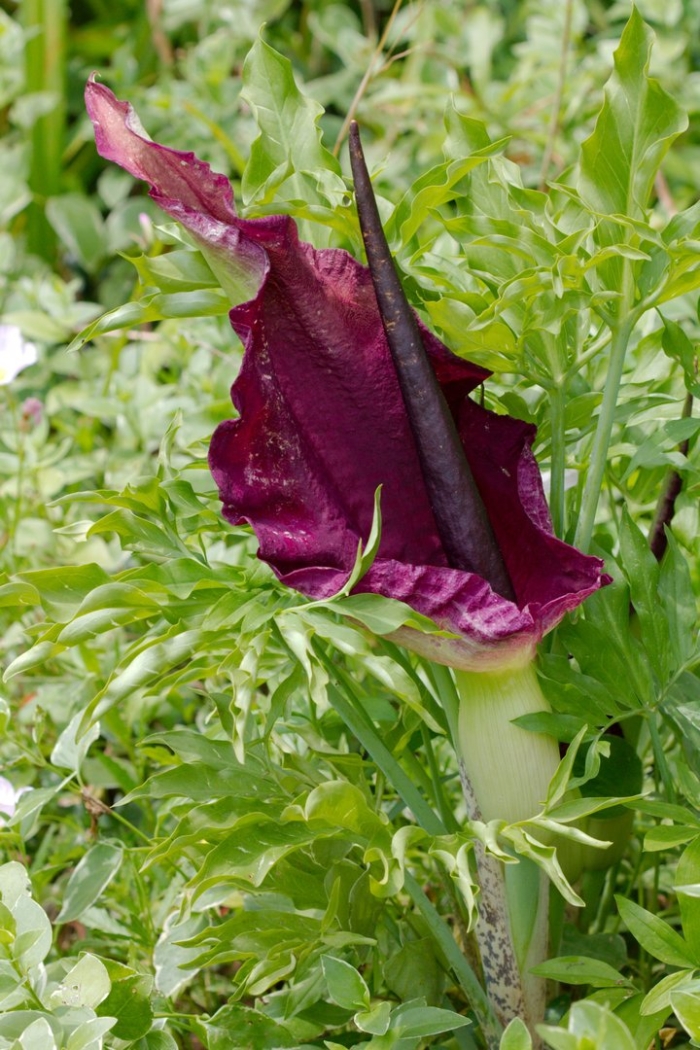 Аронник обыкновенный dracunculus vulgaris