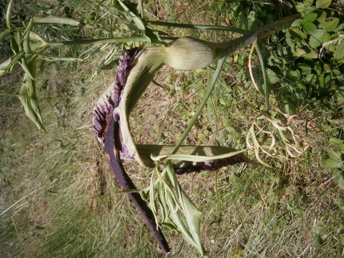 Dracunculus vulgaris
