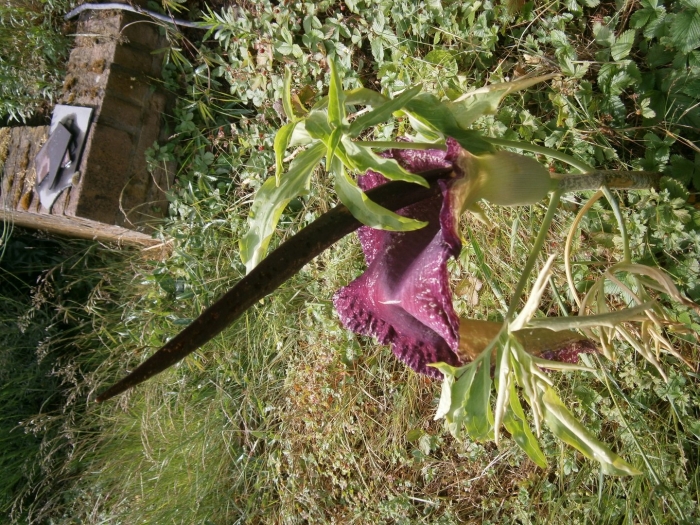 Dracunculus vulgaris