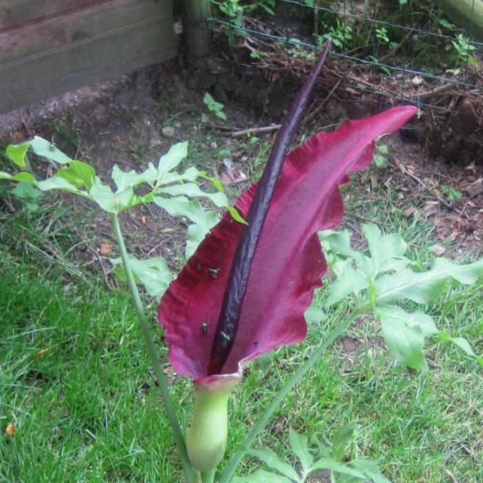 Аронник обыкновенный dracunculus vulgaris