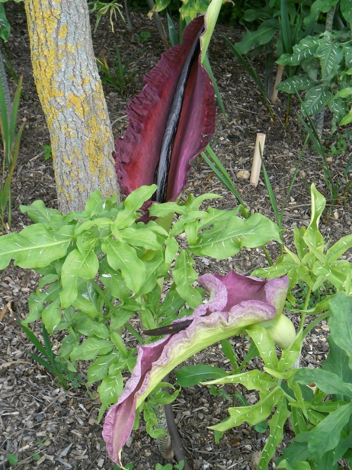 Дракункулюс обыкновенный
