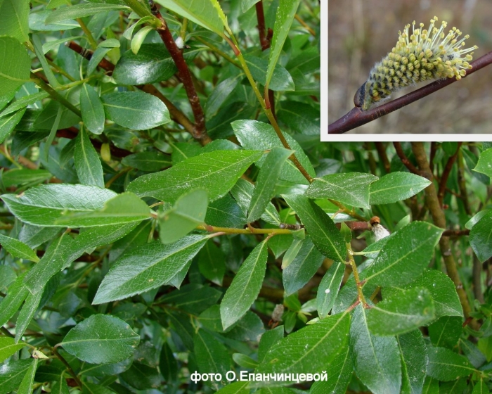 Salix acutifolia willd