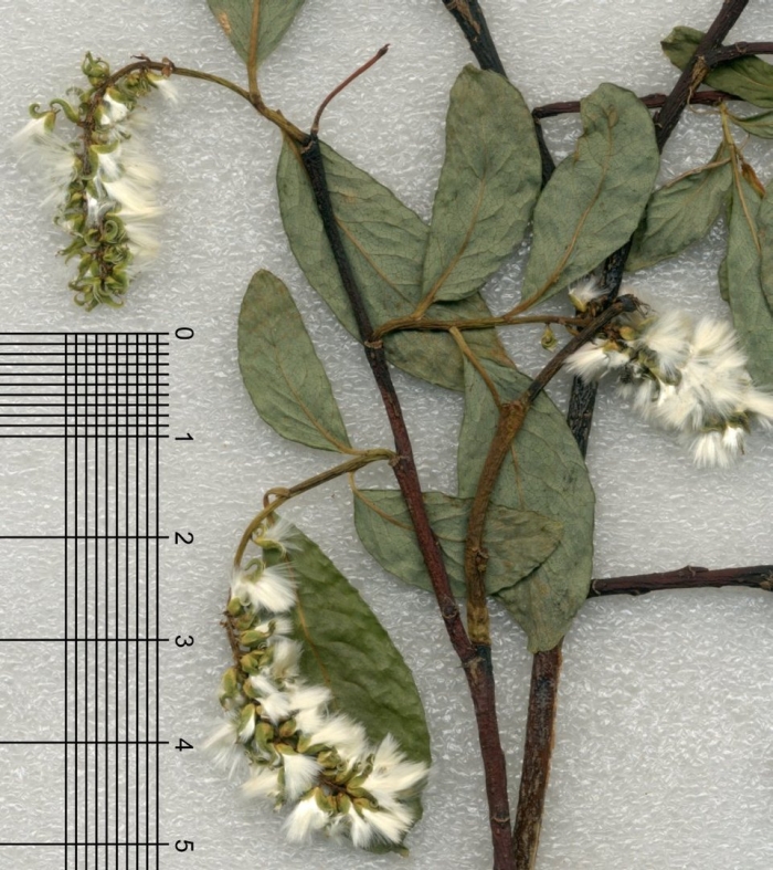 Болотный мирт кассандра