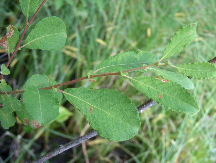 Salix cinerea лист