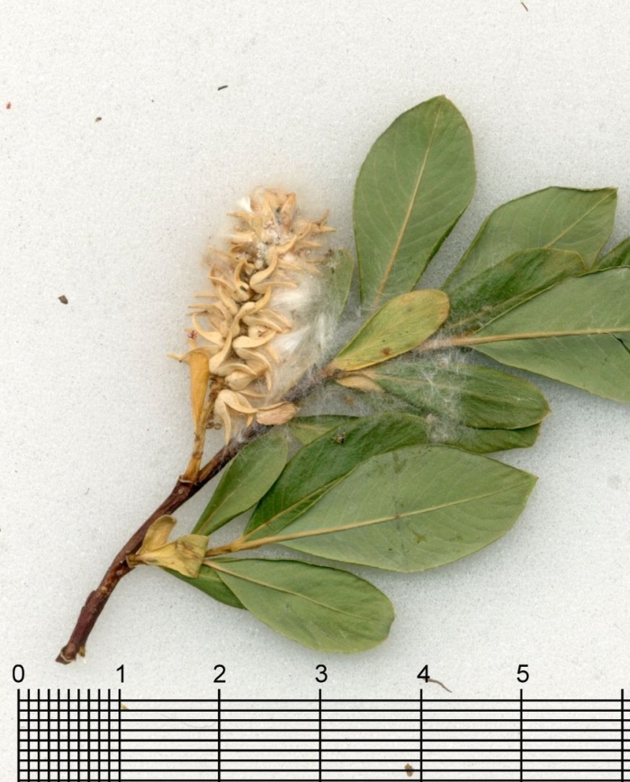 Salix rhamnifolia