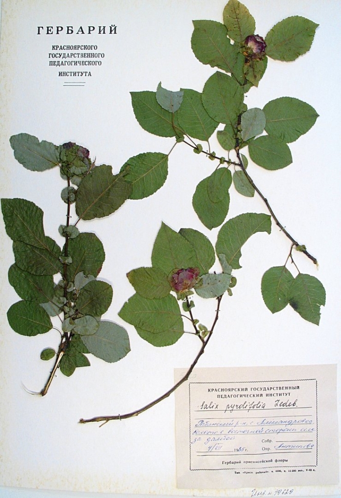 Lonicera xylosteum - жимолость лесная гербарий