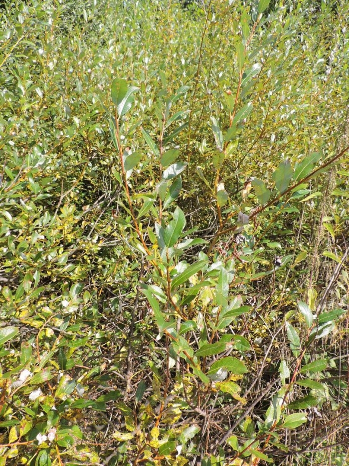 Ива грушанколистная salix pyrolifolia