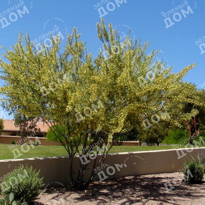 Palo verde trees