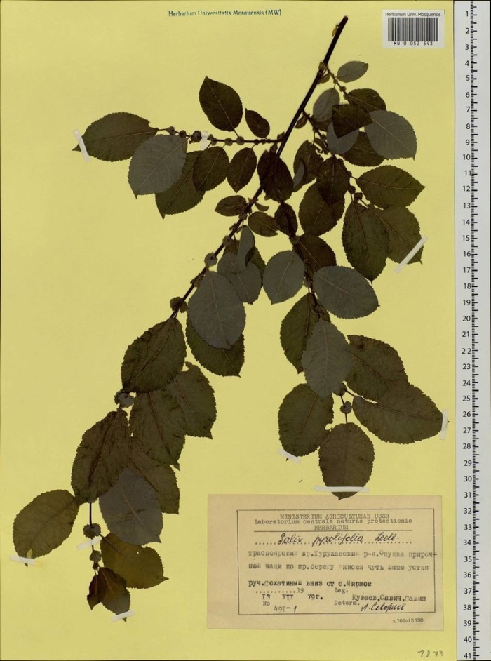 Арония черноплодной обыкновенная гербарий