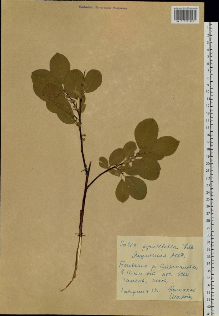 Черника обыкновенная гербарий