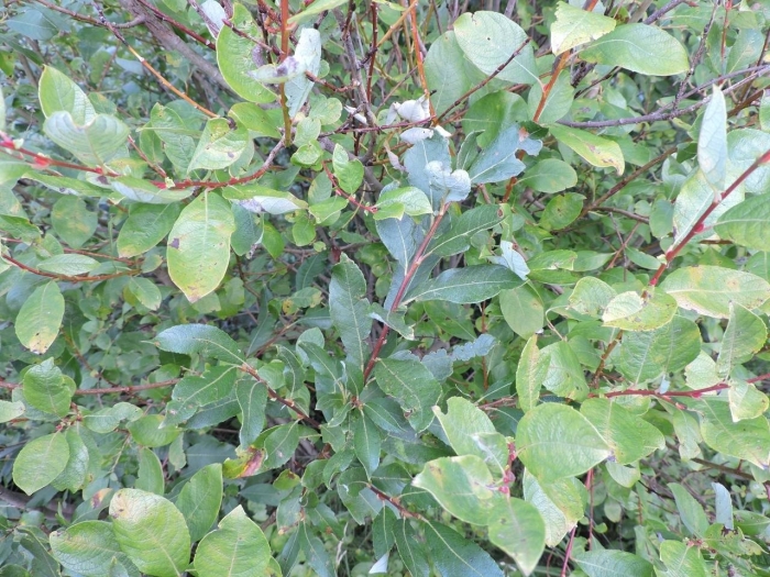 Ива пепельная salix cinerea