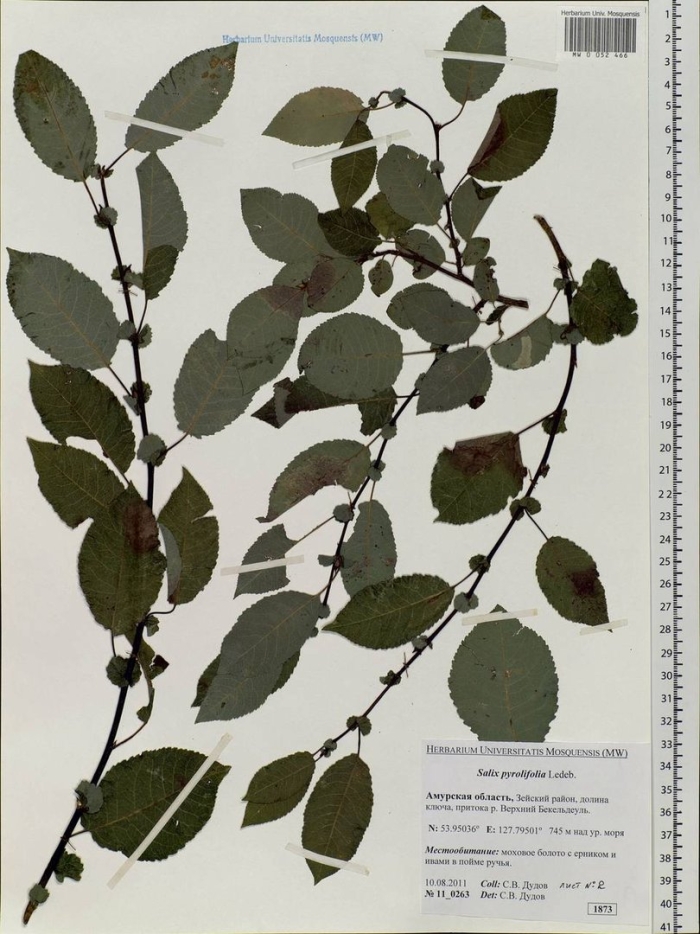 Жостер слабительный гербарий