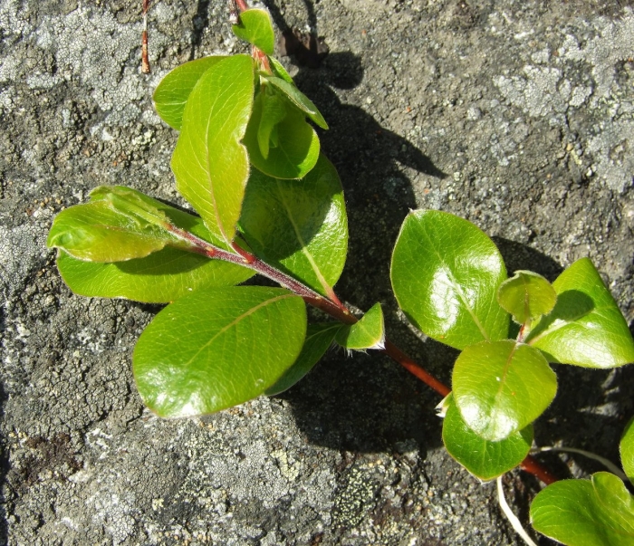 Salix herbacea