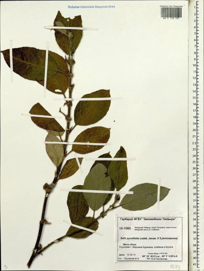 Тополь лавролистный