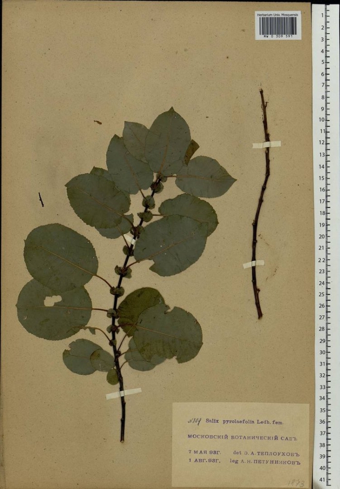 Leptarrhena pyrolifolia
