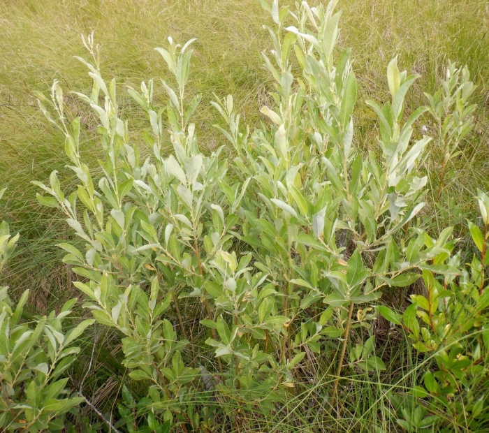 Ива лапландская salix lapponum