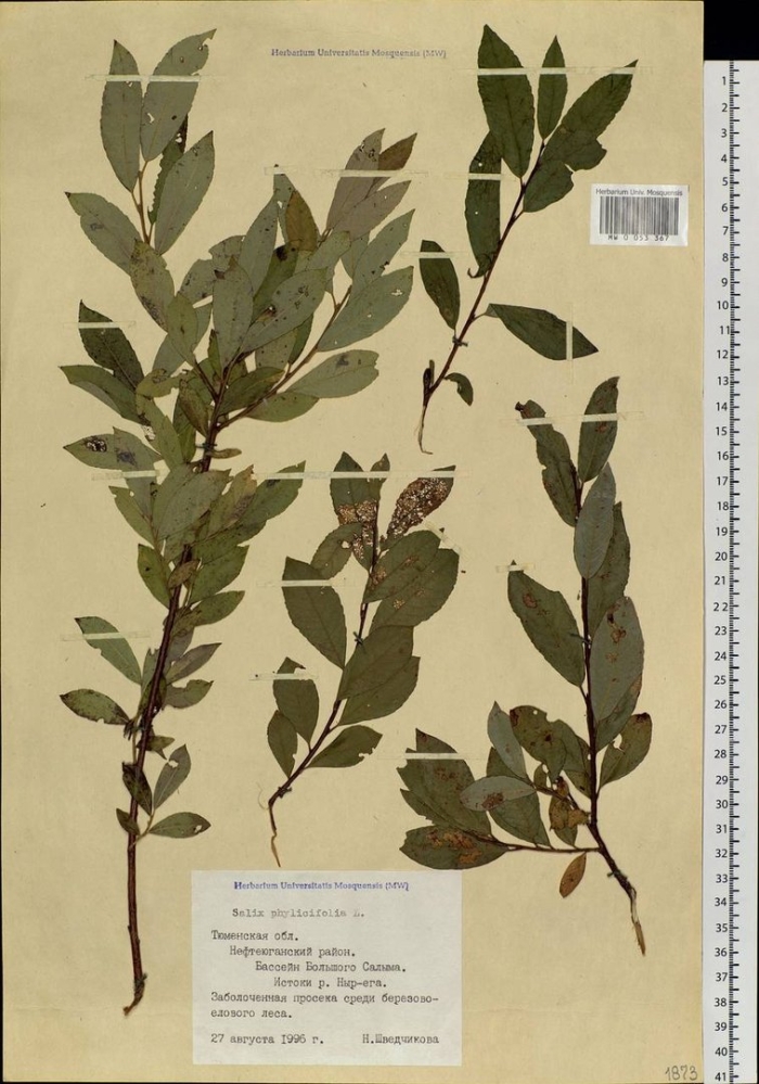 Ива филиколистная